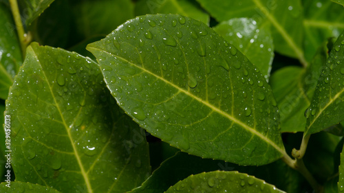 Drops of rain on green leaves