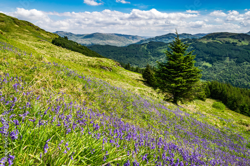 Field of charming wild blue bells near Arrochar, Scotland. Scottish lush green landscape a sunny spring day.