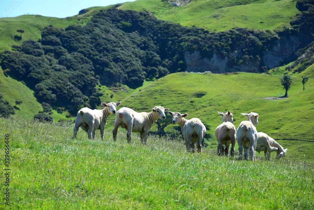 New Zealand landscape with a group of sheep.