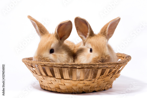 two small fluffy red rabbits in a basket, isolate, Easter bunny