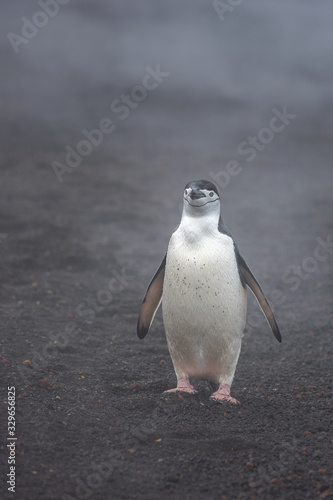 alone penguin Adelli walks by volcanic sand with smile in Antarctica