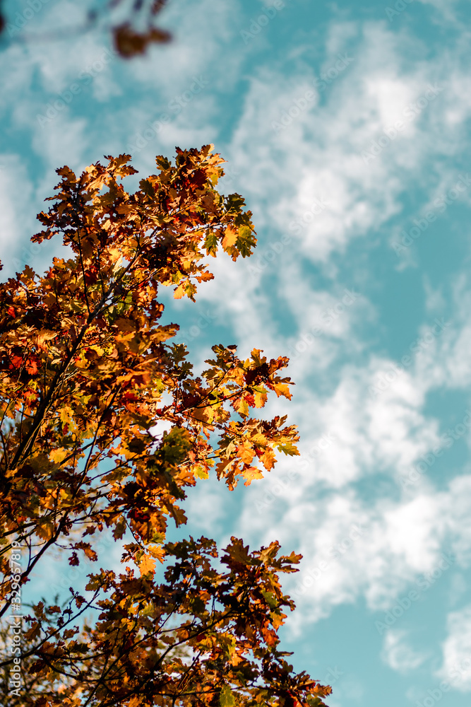 yellow tree in autumn yellow tree in autumn