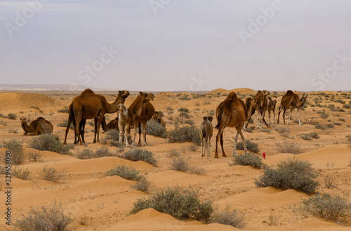 Wild camels for a walk in the Sahara desert