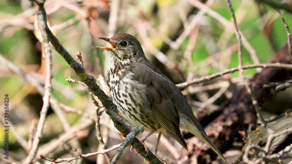 male song thrush (Turdus philomelos) sings in early spring. The song thrush (Turdus philomelos) is a thrush that breeds across the West Palearctic. male song thrush (Turdus philomelos) sings in early spring. The song thrush (Turdus philomelos) is a thrush that breeds across the West Palearctic.