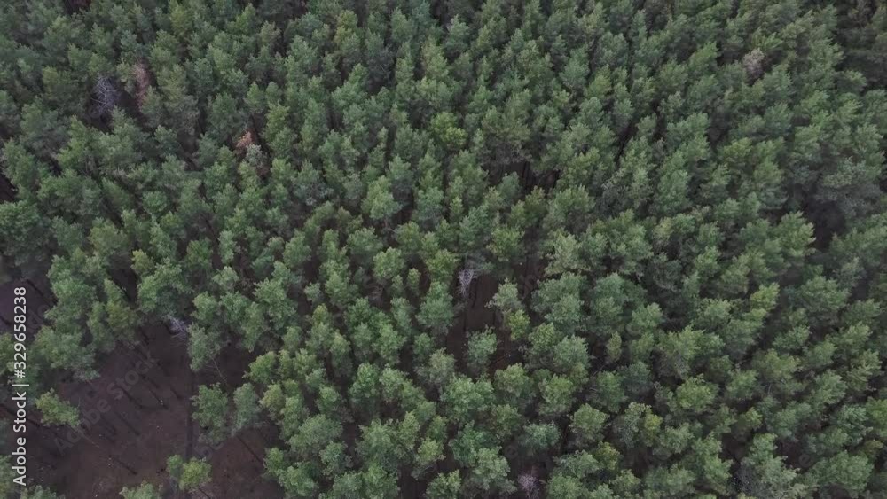 Aerial top view forest, Texture of forest view from above, drone view Aerial top view forest, Texture of forest view from above, drone view