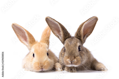 two fluffy bunnies look at the signboard. Isolated on white background Easter Bunny. Red and gray rabbit peeking. Rabbit ears © Евгений Гончаров