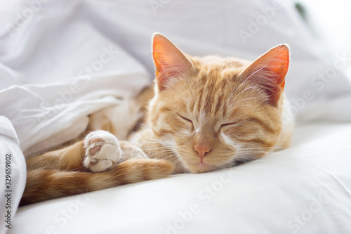 red cat sleeping on a soft white blanket, close-up, cozy concept, cute red cat