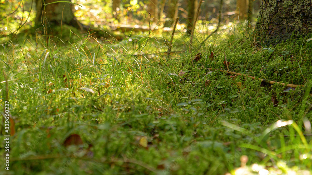 CLOSE UP, DOF: Warm autumn sunlight illuminates the wet and mossy forest floor. CLOSE UP, DOF: Warm autumn sunlight illuminates the wet and mossy forest floor.