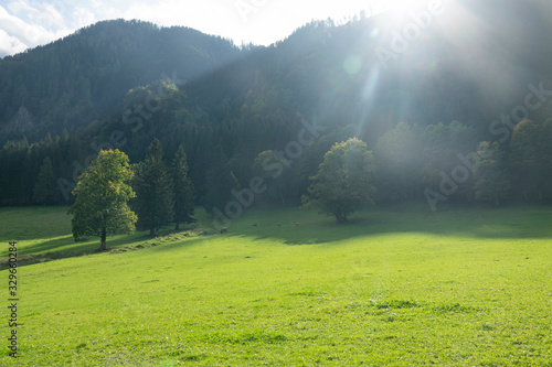 LENS FLARE: Summer sunbeams shine on a pasture and cows grazing in the shade.