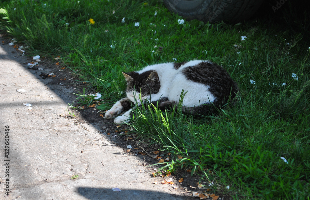 cat lies in the shade on green grass cat lies in the shade on green grass