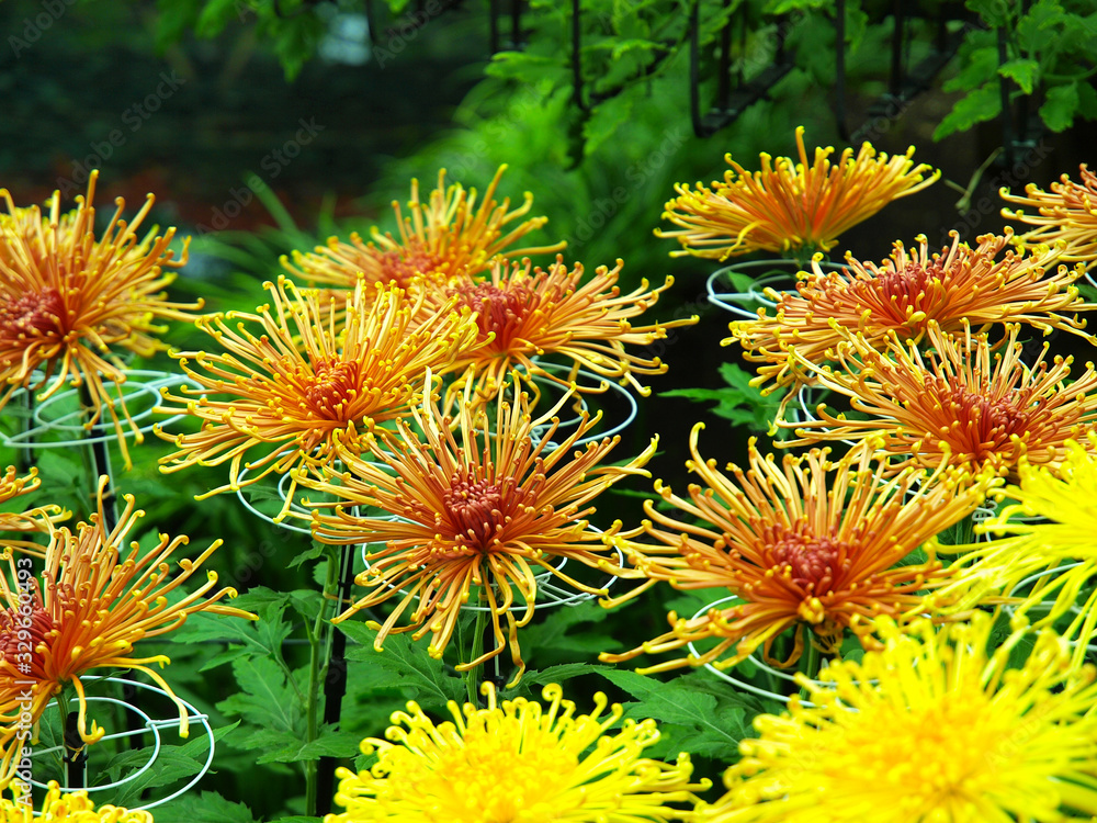 Japanese chrysanthemum of various colors known as spider Japanese chrysanthemum of various colors known as spider