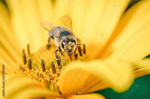 bee pollinates a yellow flower/bee pollinates a yellow flower, selective focus