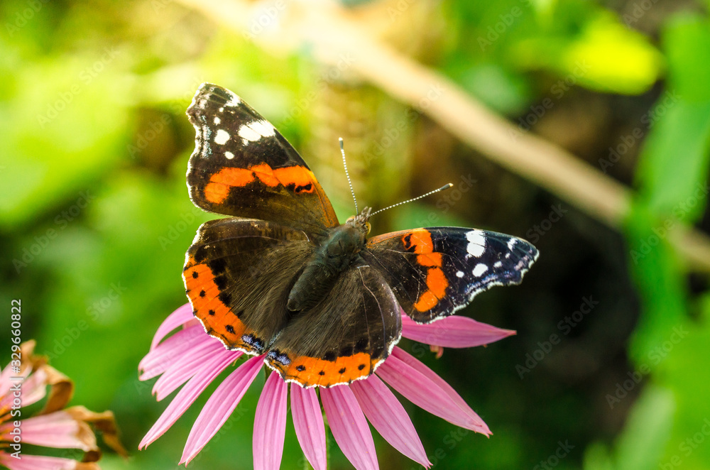 butterfly sit on a beautiful pink flower echinacea/beautiful bright motley butterfly sits on an unusual flower echinacea in a summer park butterfly sit on a beautiful pink flower echinacea/beautiful bright motley butterfly sits on an unusual flower echinacea in a summer park