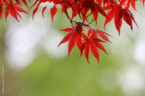 Red Japanese maple leaves against green background © SNEHIT PHOTO