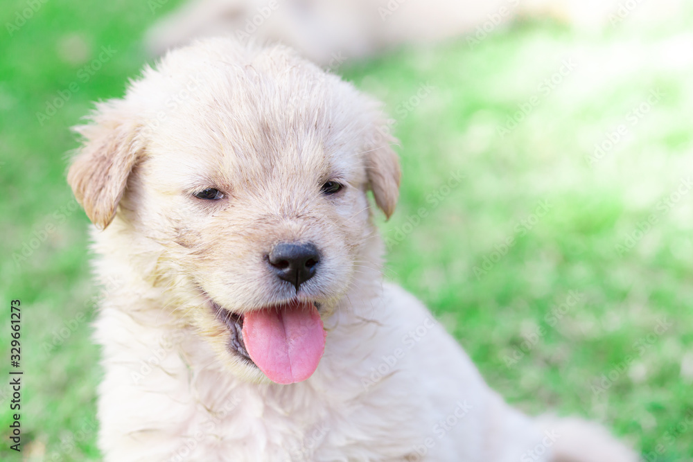 Golden Retriever puppies is in the lawn with a smiling face