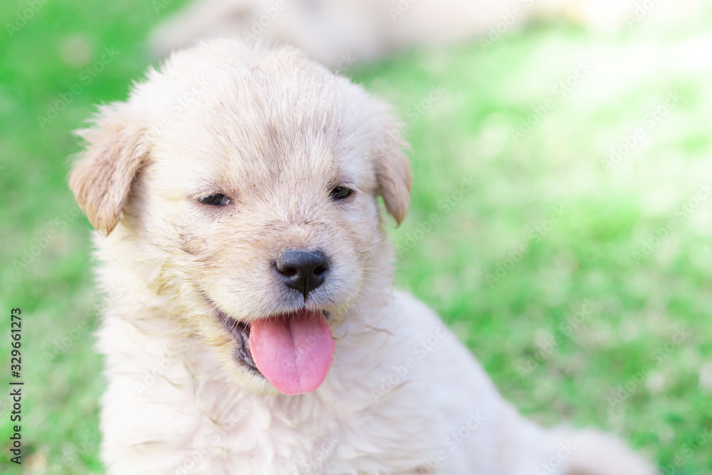 Golden Retriever puppies is in the lawn with a smiling face Golden Retriever puppies is in the lawn with a smiling face