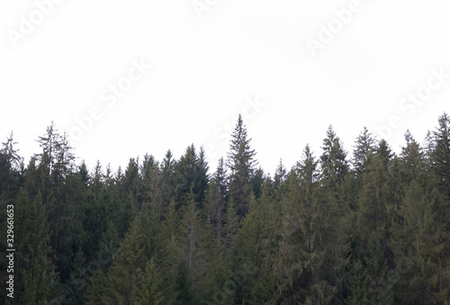  fir trees with white background