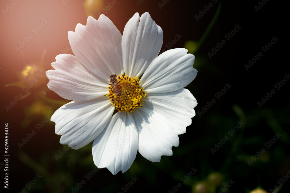Obraz premium white flower on green background