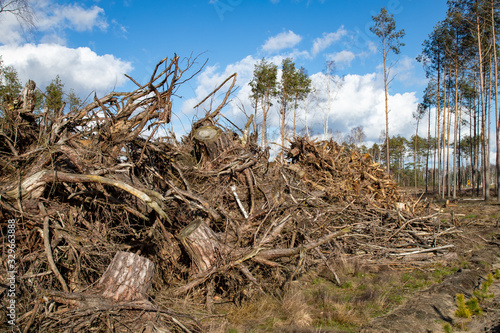 A large pile of pine tree branches. Firewood prepared for export from the forest.
