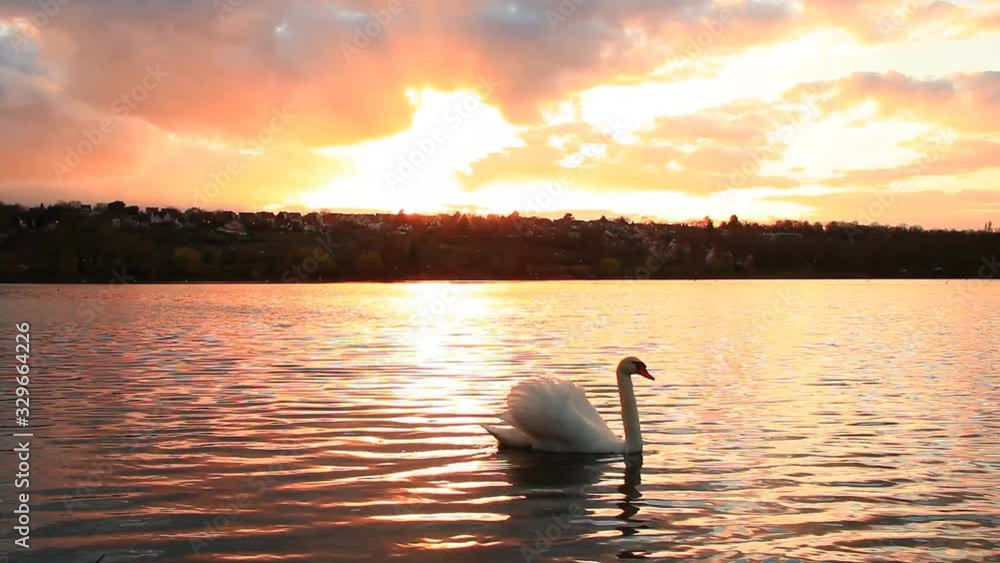 Swan crossing in front of the camera on a lake. Majestic sunset with golden reflections on the water. Romantic and idyllic landscape. Cumulonimbus in dramatic sky. Swan crossing in front of the camera on a lake. Majestic sunset with golden reflections on the water. Romantic and idyllic landscape. Cumulonimbus in dramatic sky.