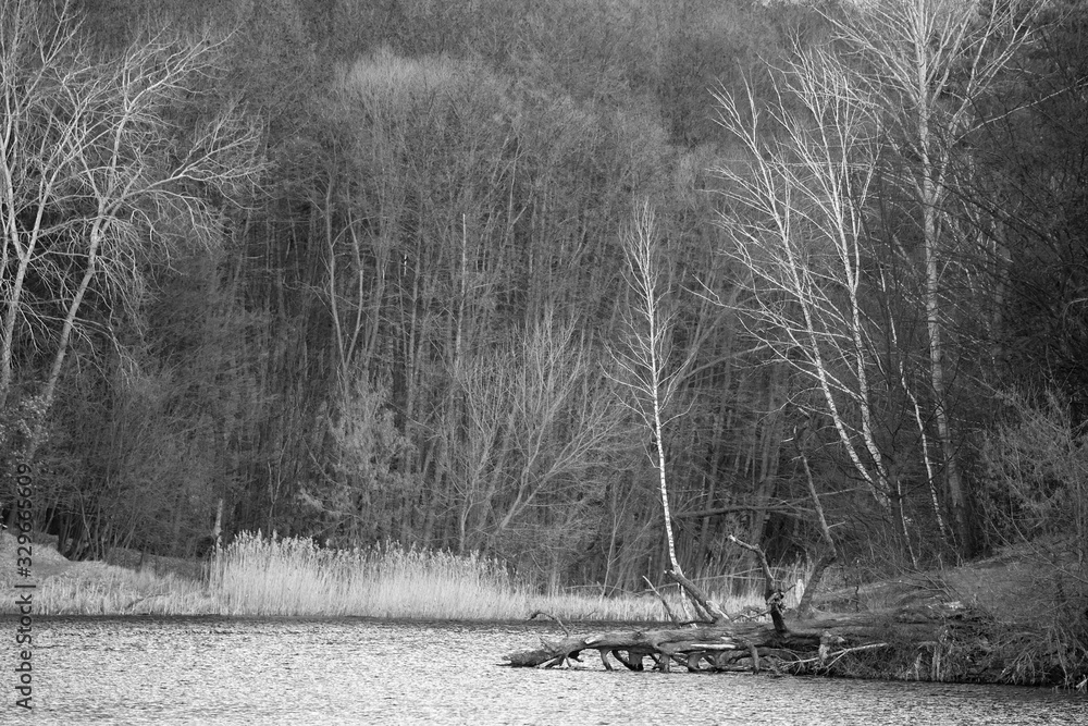 Fototapeta black and white landscape of forest and lake