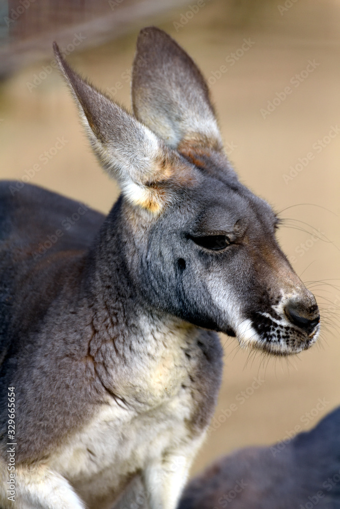 カンガルー