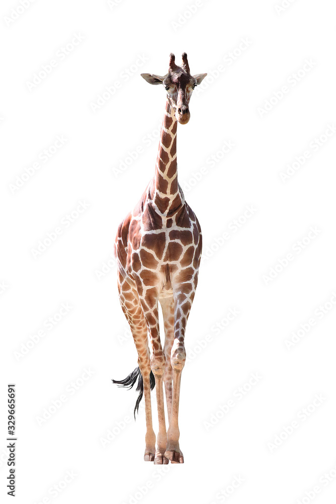 Giraffe Isolated on White