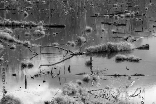 black and white landscape of nature in the swamp