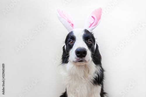 Fototapeta Naklejka Na Ścianę i Meble -  Happy Easter concept. Funny portrait of cute smilling puppy dog border collie wearing easter bunny ears isolated on white background