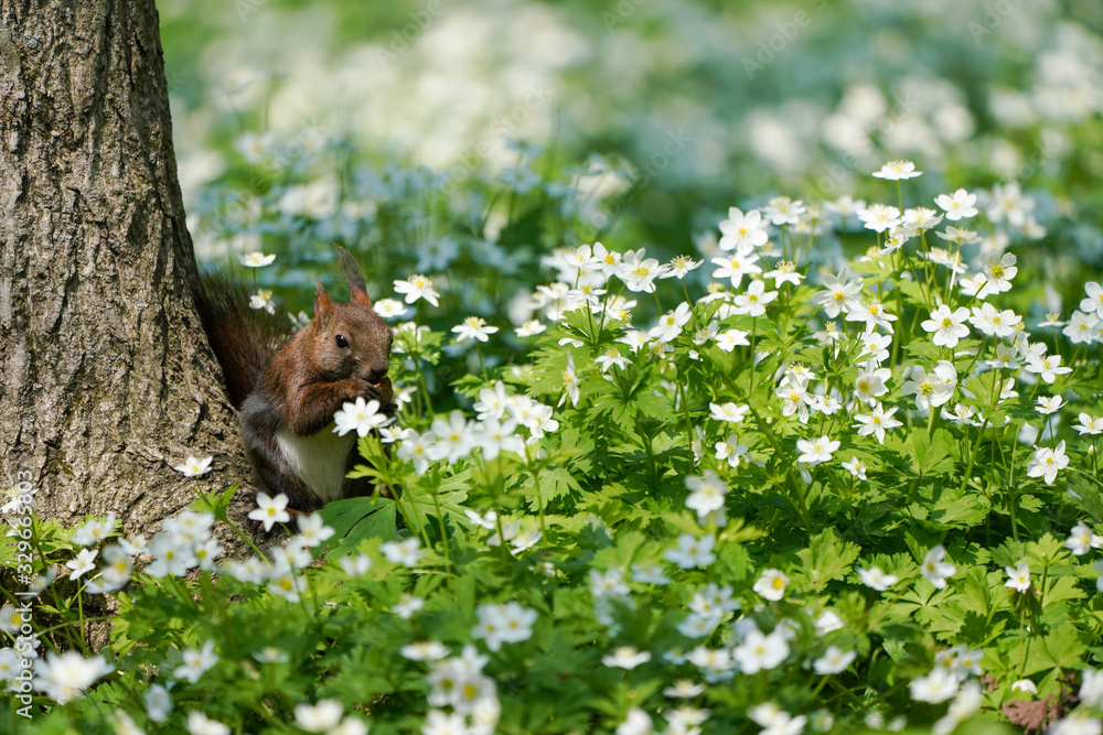 Fototapeta premium エゾリスとニリンソウ