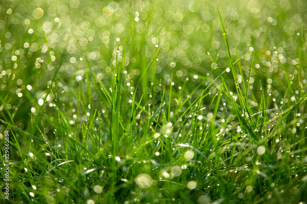 Obraz premium Juicy fresh green grass on spring or summer meadows in the morning with drops of water: abstract nature close up background of lawn with soft and selective focus with bokeh.