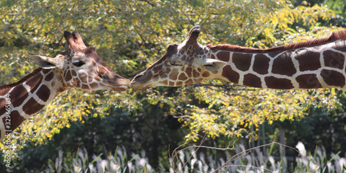 Two Giraffes Kissing