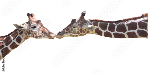 Canvas Print Two Giraffes Kissing Isolated on White