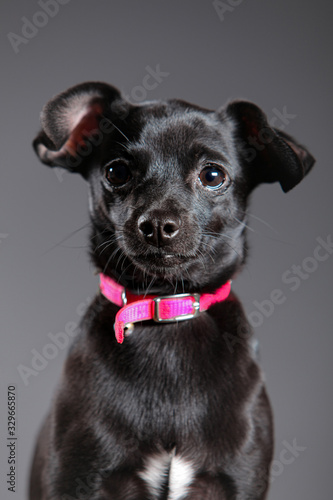 Studio portrait of a cute black chihuahua dog with short or smooth coat wearing pink collar on a grey neutral background.