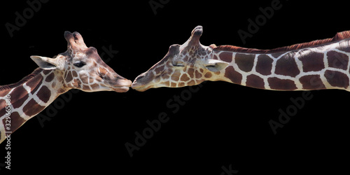 Canvas Print Two Giraffes Kissing Isolated on Black