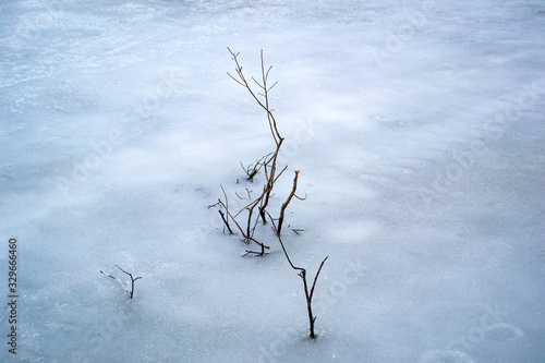 the branches of the tree were frozen into the ice