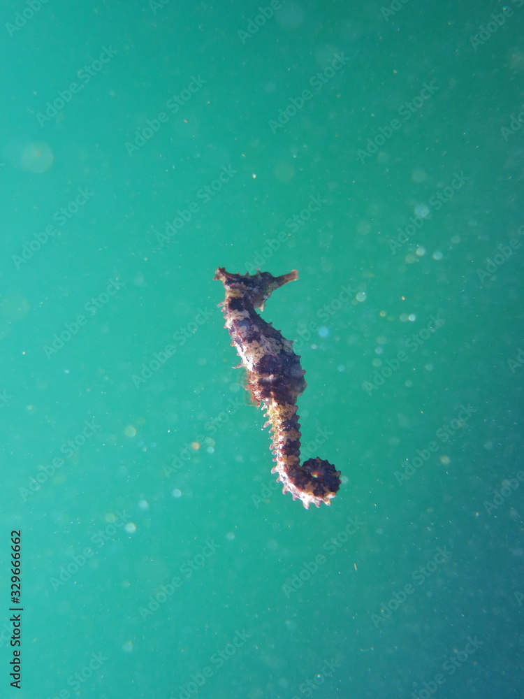 Φωτογραφία Wide shot of wild striped White's Seahorse (Hippocampus Whitei) swimming blue-gr
