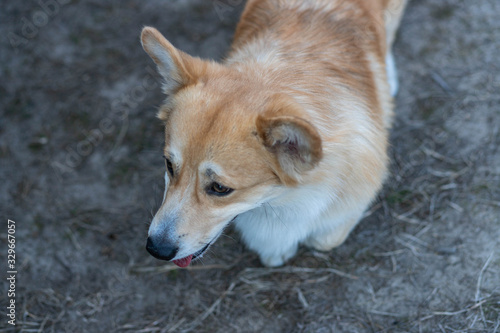 Corgi walks in a beautiful forest.