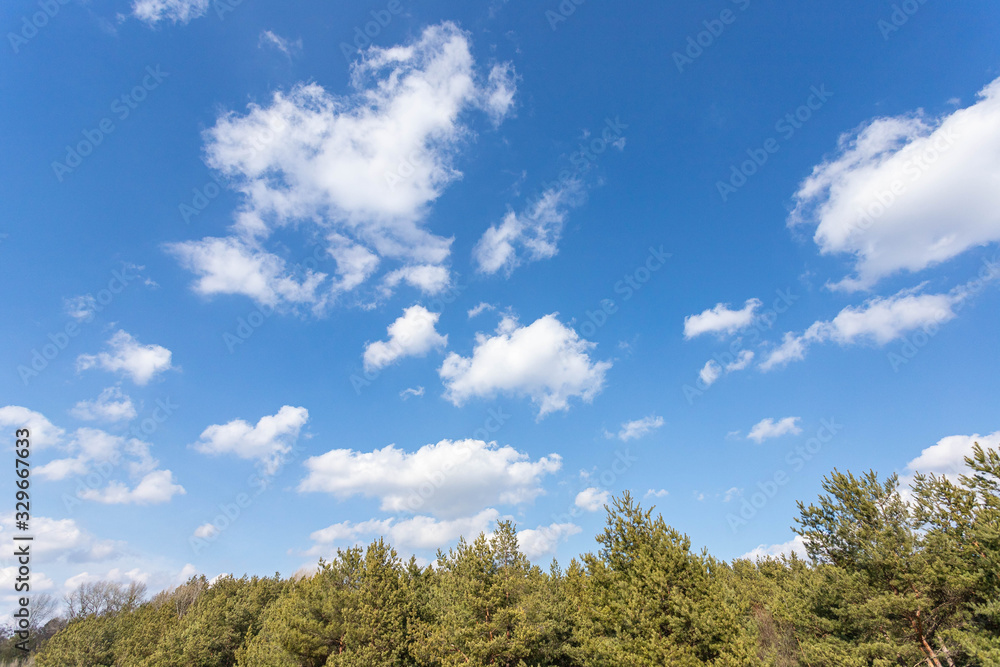 Beautiful landscape of a pine forest. Beautiful landscape of a pine forest.