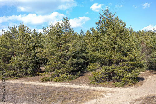 Beautiful landscape of a pine forest. © Svetlana