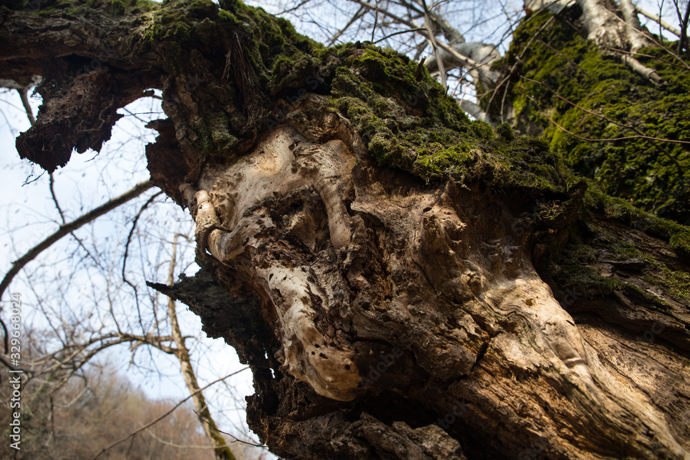 tree with moss on roots in a green forest or moss on tree trunk. Tree bark with green moss. Azerbaijan nature. tree with moss on roots in a green forest or moss on tree trunk. Tree bark with green moss. Azerbaijan nature.
