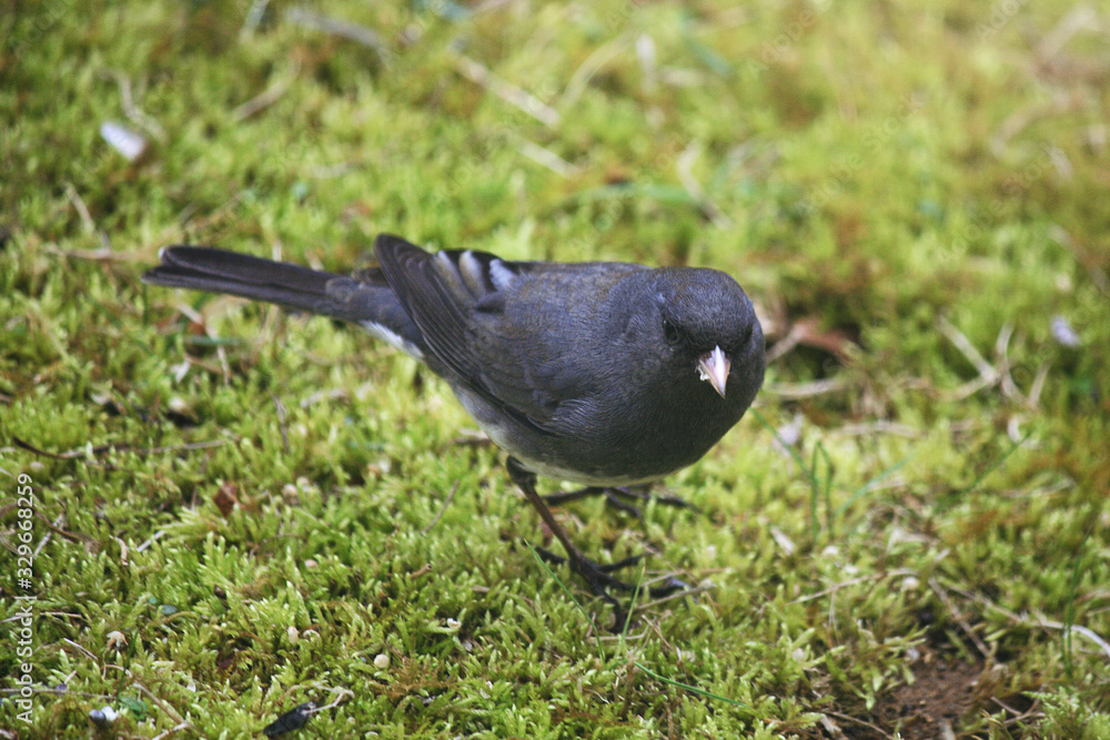 Obraz premium bird on grass