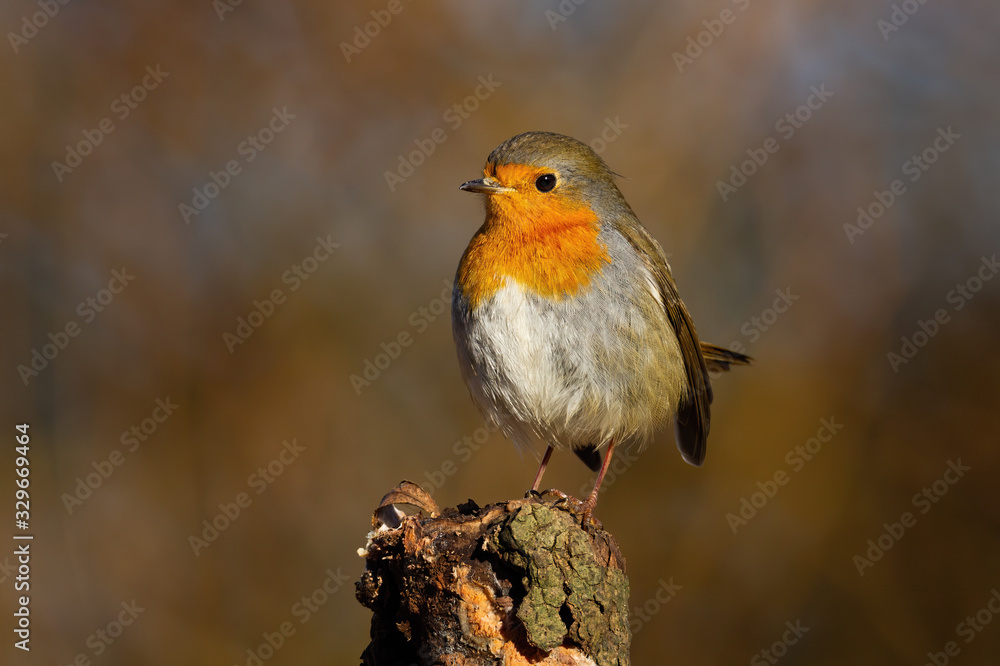 Tiny european robin, erithacus rubecula, looking from a perching point in spring forest. Attentive wild animal at sunrise. Songbird with orange breast feathers with copy space Tiny european robin, erithacus rubecula, looking from a perching point in spring forest. Attentive wild animal at sunrise. Songbird with orange breast feathers with copy space