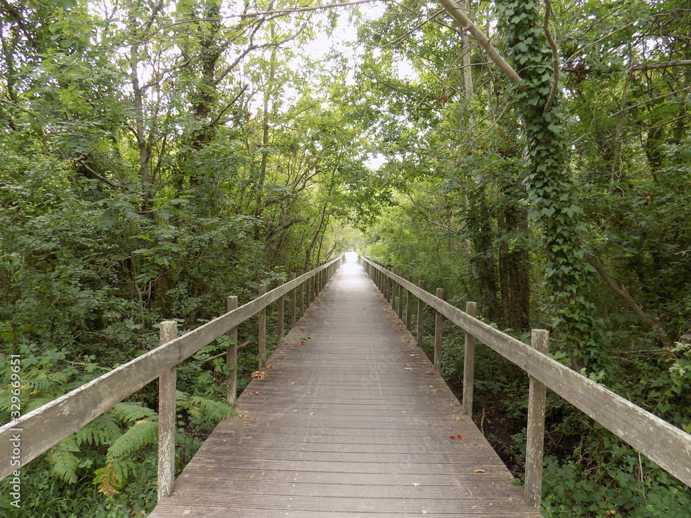 wooden bridge in forest wooden bridge in forest