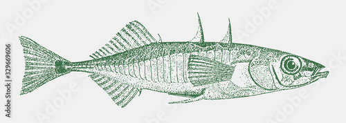 Three-spined stickleback gasterosteus aculeatus, little fish from the northern hemisphere in side view photo