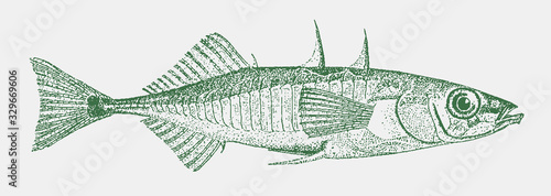 Three-spined stickleback gasterosteus aculeatus, little fish from the northern hemisphere in side view