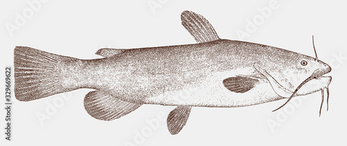 Brown bullhead, ameiurus nebulosus, a catfish from north america in side view photo