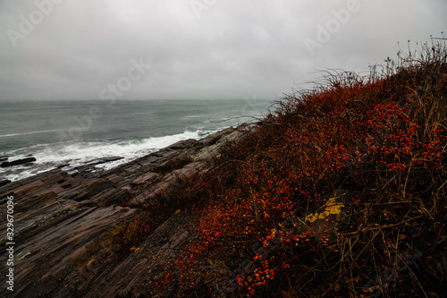 Red Berries along the Coastline of Maine