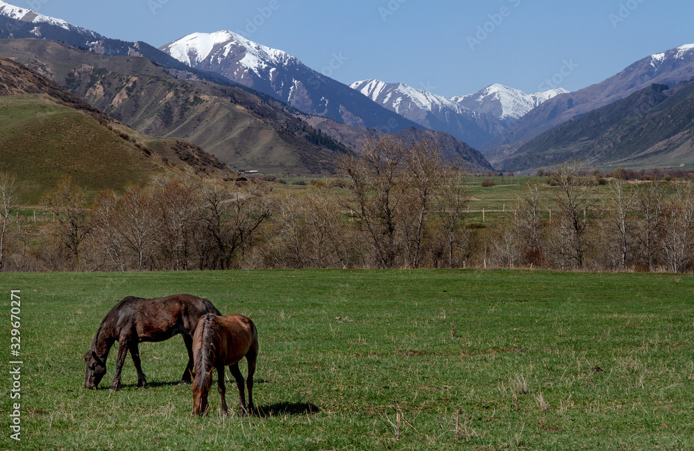 Horses graze in the vastness of Kazakhstan against the backdrop of mountains and snowy peaks