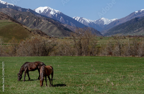 Horses graze in the vastness of Kazakhstan against the backdrop of mountains and snowy peaks © Тамара Андреева
